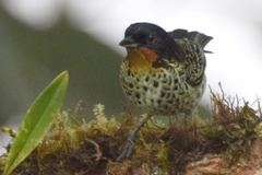 Ixothraupis rufigula