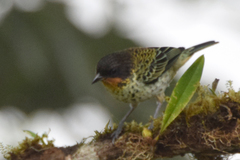 Ixothraupis rufigula