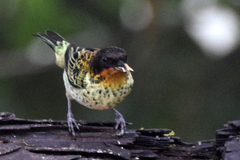 Ixothraupis rufigula