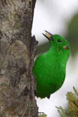 Chlorochrysa phoenicotis