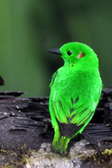 Chlorochrysa phoenicotis