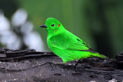 Chlorochrysa phoenicotis