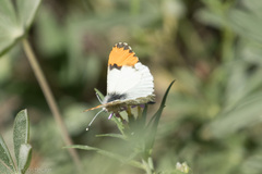 Anthocharis julia sulfuris