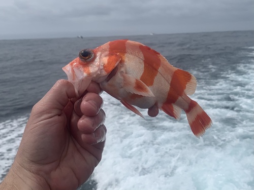 Flag rockfish (Sebastes rubrivinctus) — Sebastidae — 2