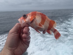 Sebastes rubrivinctus