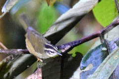 Basileuterus tristriatus