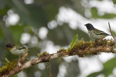 Ixothraupis rufigula