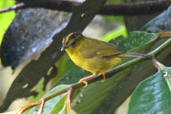 Myiothlypis chlorophrys