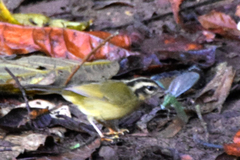 Basileuterus tristriatus