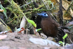 Hafferia zeledoni