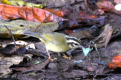 Basileuterus tristriatus