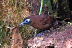 Hafferia zeledoni
