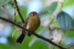 Myiobius sulphureipygius