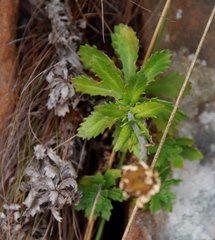 Osmitopsis dentata