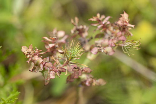 Image of Euphorbia aleppica by (c) Eleftherios Katsillis, some rights reserved (CC BY)