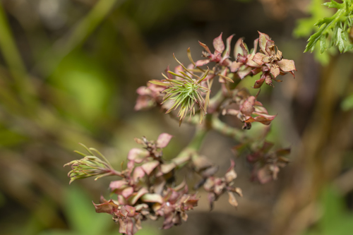 Image of Euphorbia aleppica by (c) Eleftherios Katsillis, some rights reserved (CC BY)