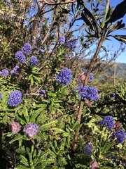 Ceanothus papillosus