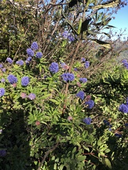 Ceanothus papillosus