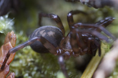 Cybaeidae