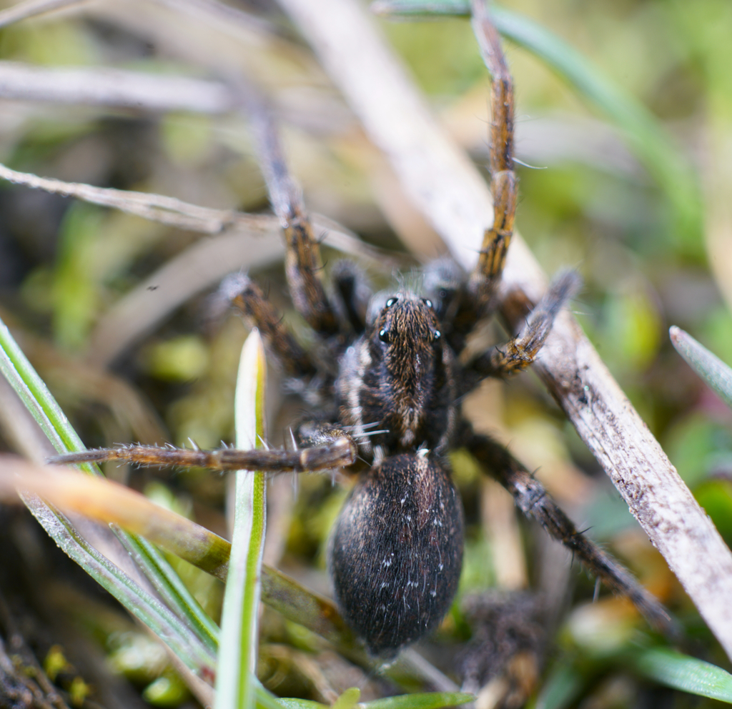 Vancouver Thin-legged Wolf Spider