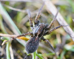 Pardosa vancouveri