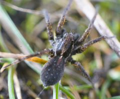 Pardosa vancouveri