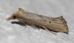 Cochylimorpha decolorella