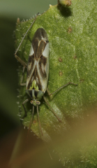 Reuterista instabilis