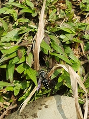 Stictia