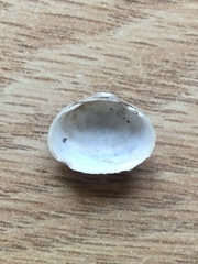 Sphaerium striatinum