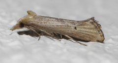 Cochylimorpha decolorella