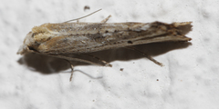 Cochylimorpha decolorella