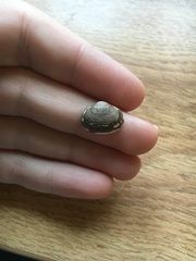 Sphaerium striatinum