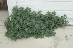 Parietaria judaica