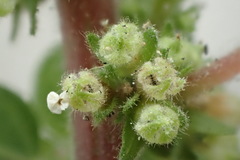Parietaria judaica