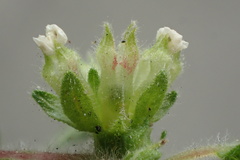 Parietaria judaica