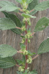 Parietaria judaica