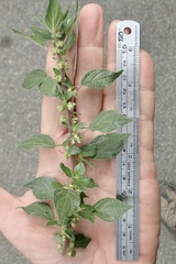 Parietaria judaica