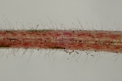 Parietaria judaica