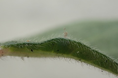 Parietaria judaica