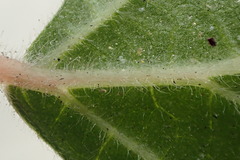 Parietaria judaica