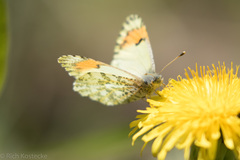 Anthocharis julia sulfuris