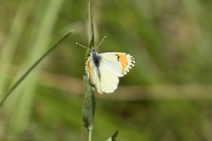 Anthocharis julia sulfuris