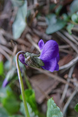 Viola odorata