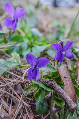 Viola odorata