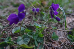 Viola odorata