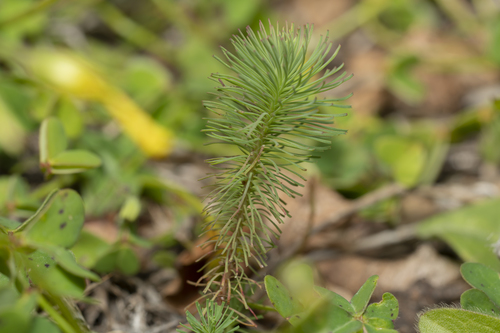 Image of Euphorbia aleppica by (c) Eleftherios Katsillis, some rights reserved (CC BY)
