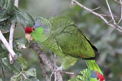 Amazona finschi × viridigenalis