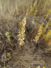 Solidago mollis