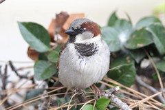 Passer domesticus